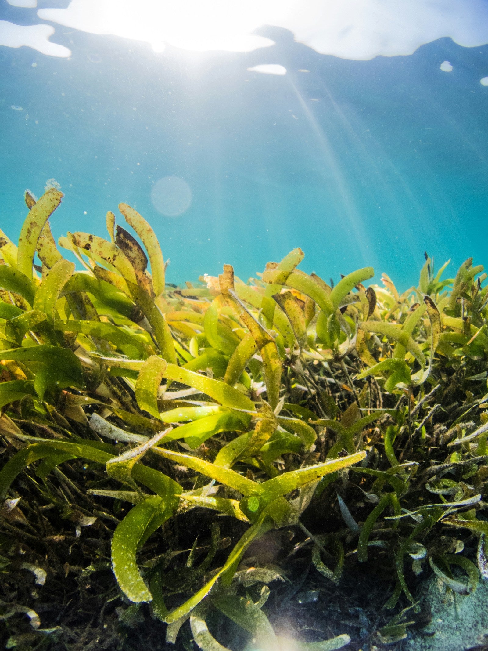 Seagrass Meadow Restoration